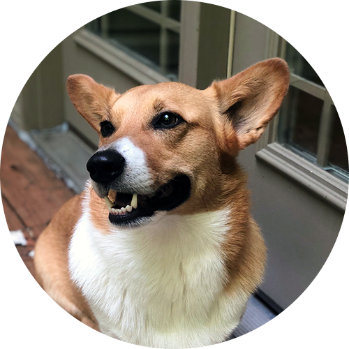 a smiling corgi named Hero